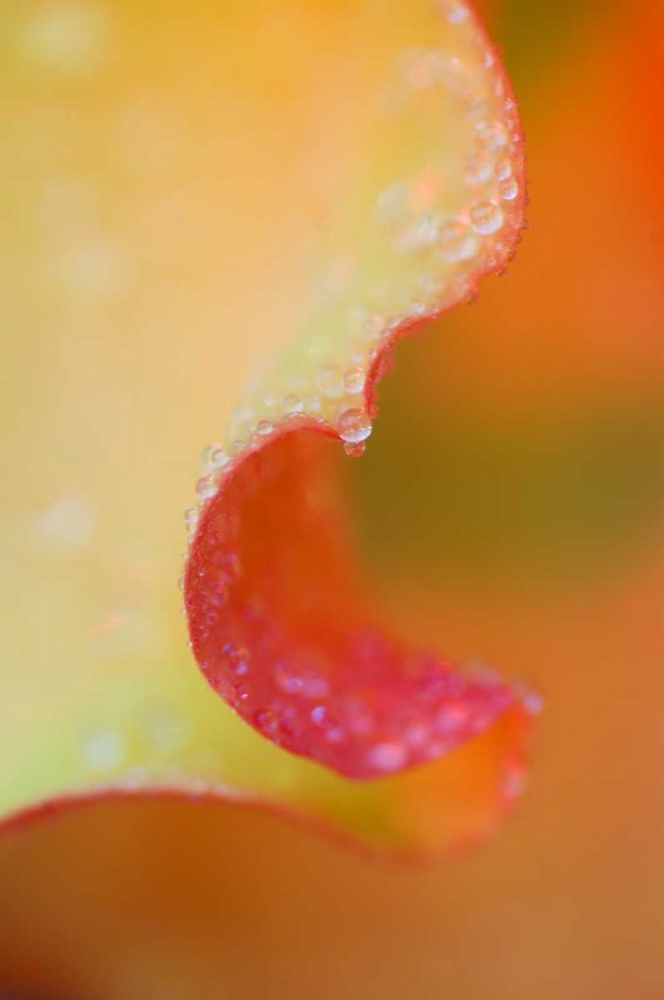 Art Print: Flower Petal with Rain Drop