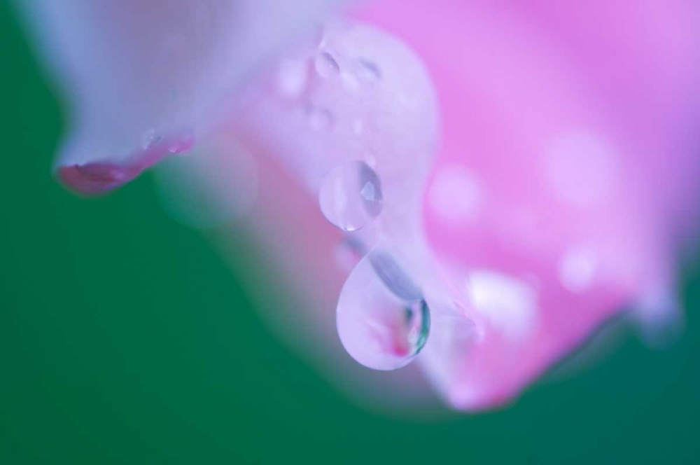 Art Print: Petals with Drops of Rain