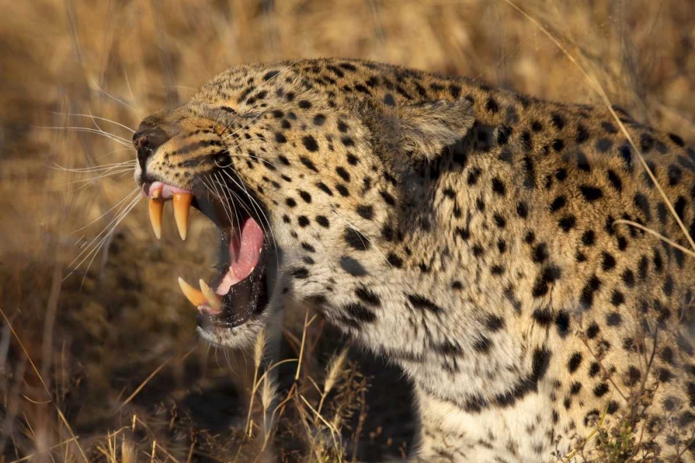 Art Print: Botswana, Savute Game Reserve Yawning leopard