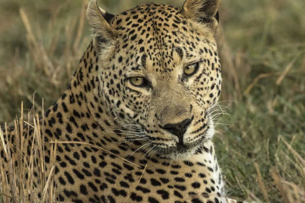 Wall Art Painting id:136733, Name: Botswana, Savute Game Reserve Resting leopard, Artist: Zuckerman, Jim