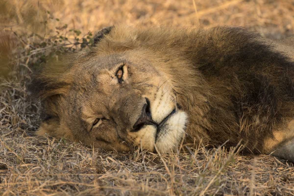 Art Print: Botswana, Savute Game Reserve Sleeping male lion