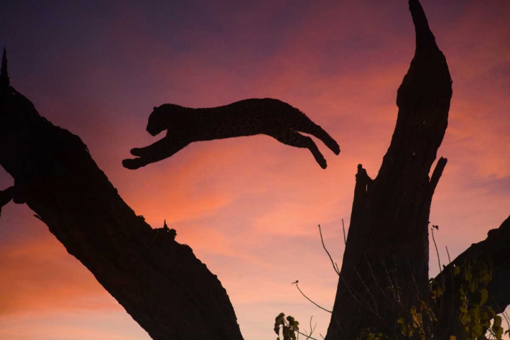 Wall art: Botswana, Savuti Game Reserve Leopard leaping, by Zuckerman, Jim