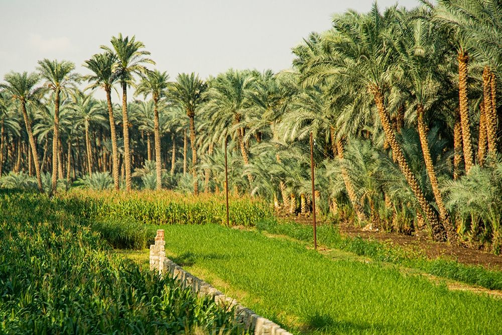 Art Print: Nile River Expedition-Lower Egypt-Giza Streetscene of farm with date palms