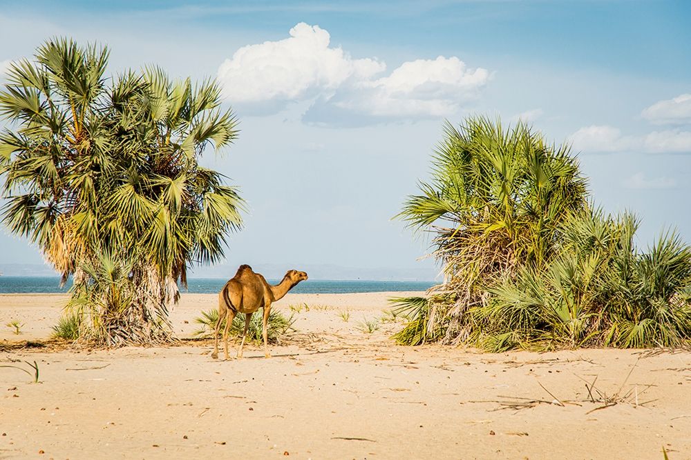 Art Print: East Africa-Kenya Lake Turkana Basin-Lobolo Camp-beach scene with camels