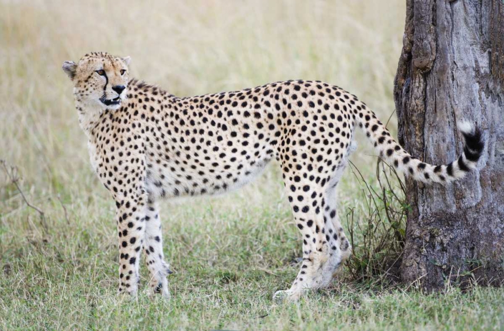 Art Print: Kenya, Masai Mara Male cheetah pauses by tree