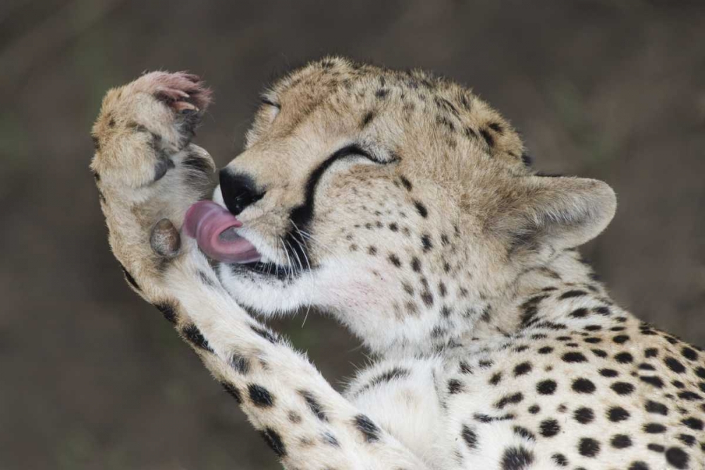 Art Print: Kenya, Masai Mara Cheetah licking its paw