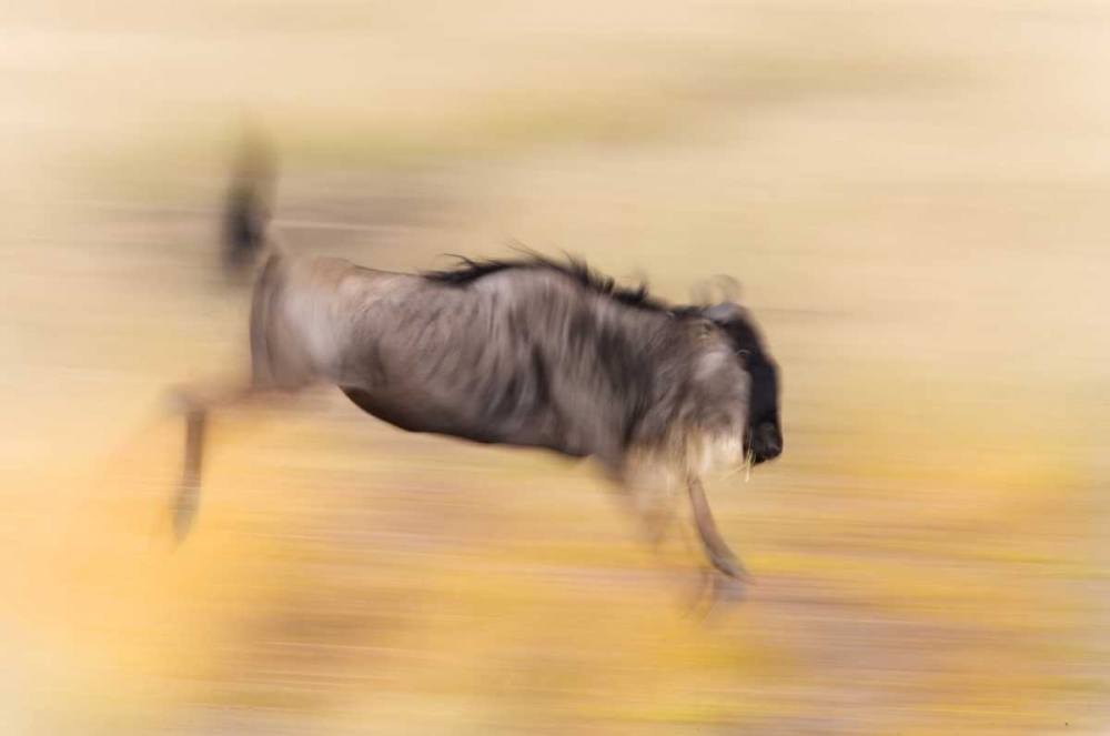 Art Print: Kenya, Masai Mara Abstract blur of wildebeest