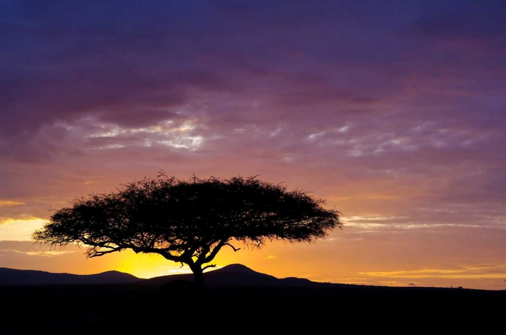 Art Print: Kenya, Masai Mara Sunrise silhouettes acacias