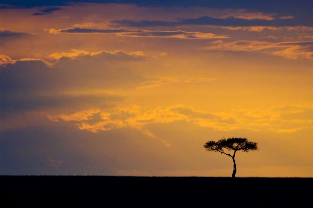 Art Print: Kenya, Masai Mara Sunrise silhouettes an acacia