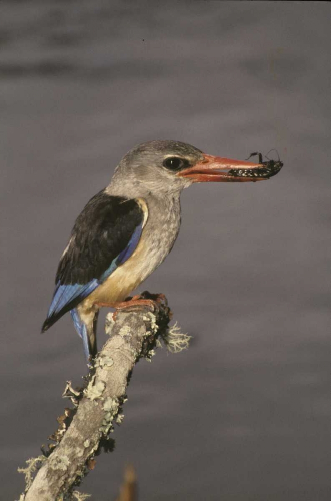 Art Print: Kenya Grey-hooded kingfisher on limb