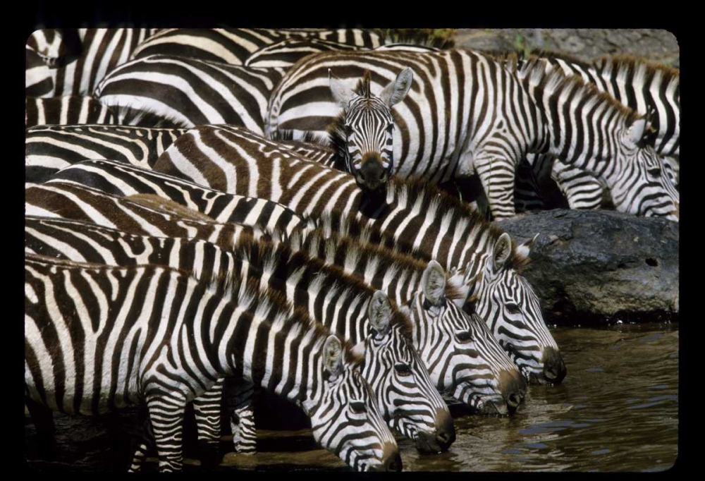 Art Print: Kenya Herd of zebras drinking