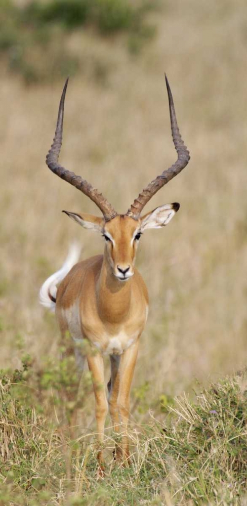 Art Print: Kenya, Masai Mara Impala wagging tail