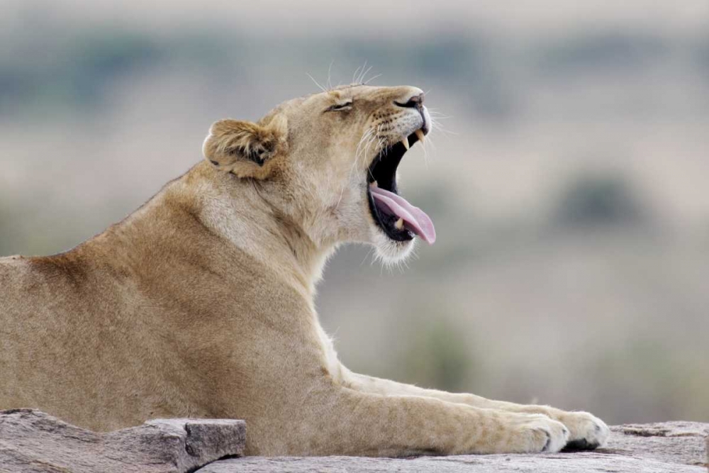 Art Print: Kenya, Masai Mara African lioness yawns on rock