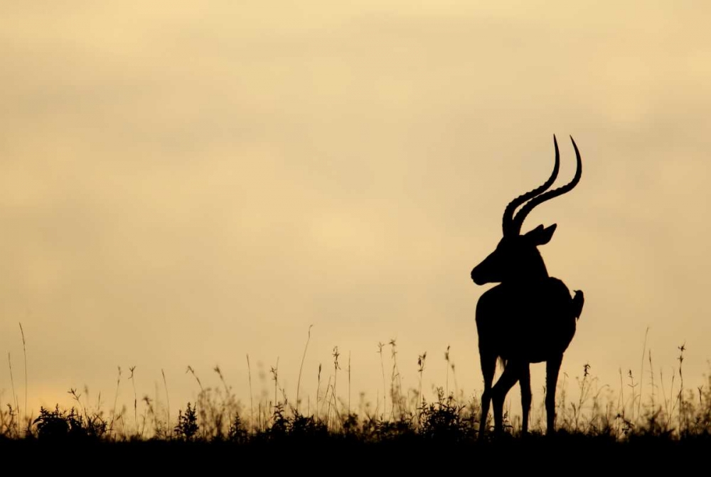 Art Print: Kenya, Nakuru NP Male impala with oxpecker
