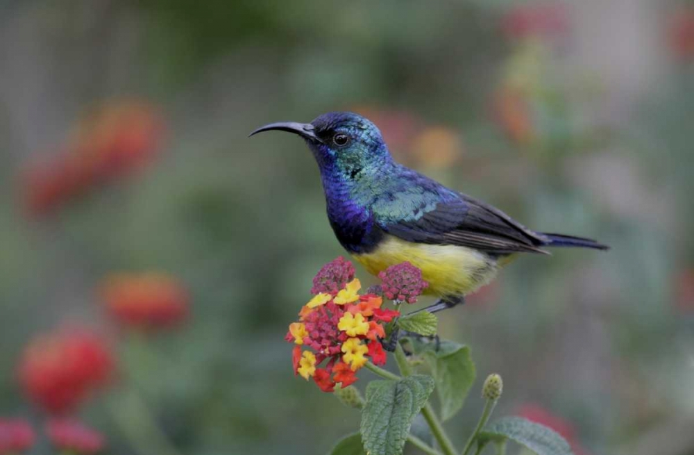Art Print: Kenya, Lake Naivasha Variable sunbird on flowers