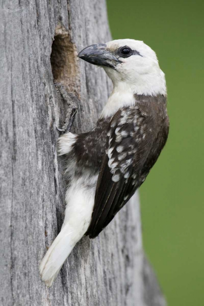 Art Print: Kenya, Lake Naivasha White-headed barbet at nest