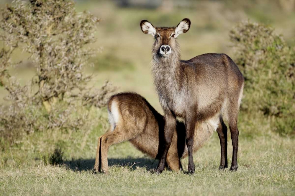 Art Print: Kenya, Lake Naivasha Defassa waterbuck and young