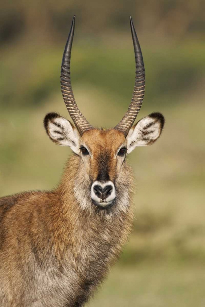 Art Print: Kenya, Lake Naivasha Male Defassa waterbuck