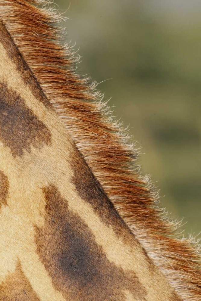 Art Print: Kenya, Nakuru NP Detail of Rothschilds giraffe