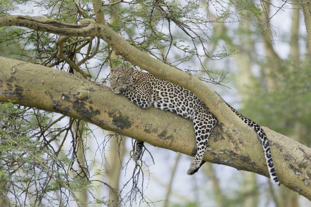 Art Print: Kenya, Nakuru NP Leopard relaxing in tree