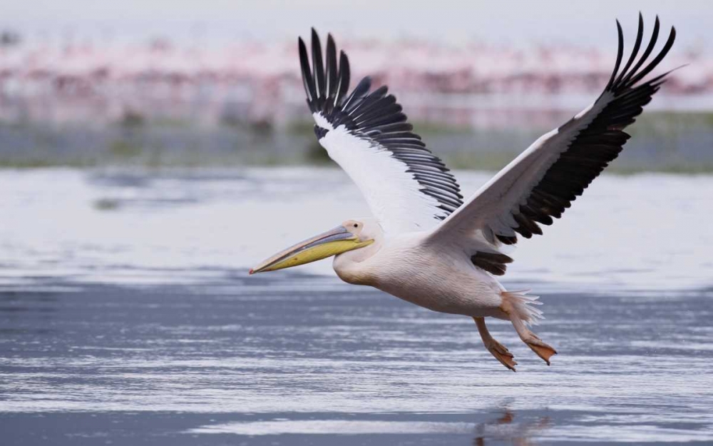 Art Print: Kenya, Nakuru NP Great white pelican takes off