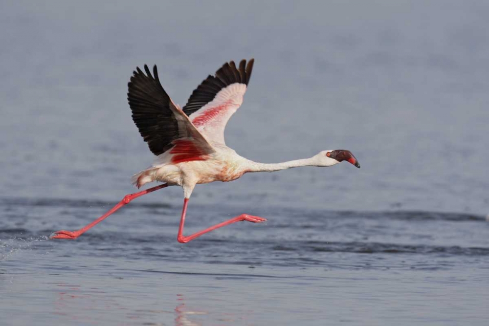 Art Print: Kenya, Nakuru NP Lesser flamingo running