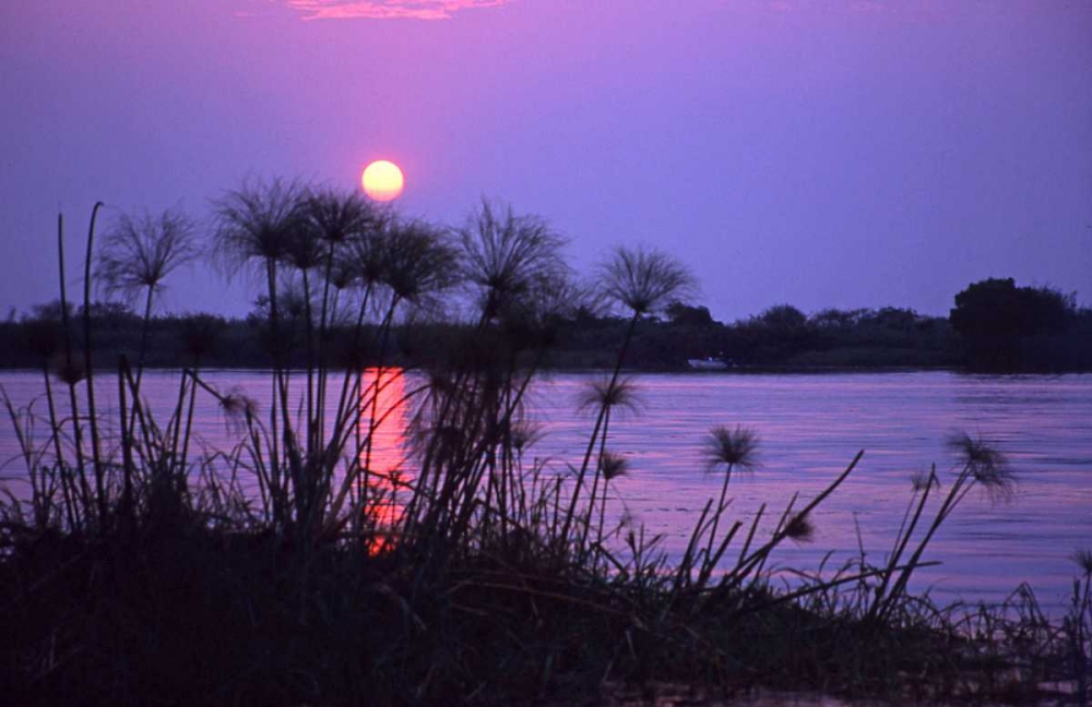 Wall art: Kenya Sunset reflects on water through reeds, by Williams, Joanne