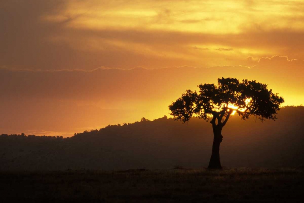 Art Print: Kenya, Masai Mara Acacia silhouetted at sunset