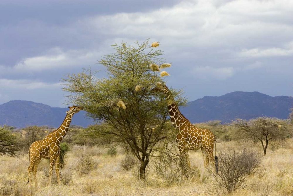 Art Print: Kenya Two giraffes munch on tree leaves