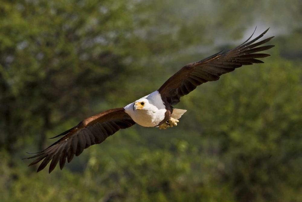 Art Print: Kenya Fish eagle in flight