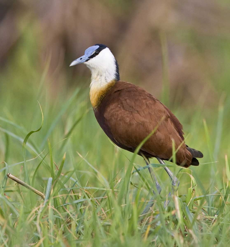 Art Print: Kenya Close-up of jacana bird in grass