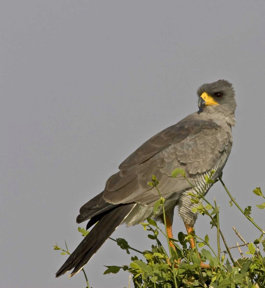 Art Print: Kenya Close-up of Chanting Goshawk on bush
