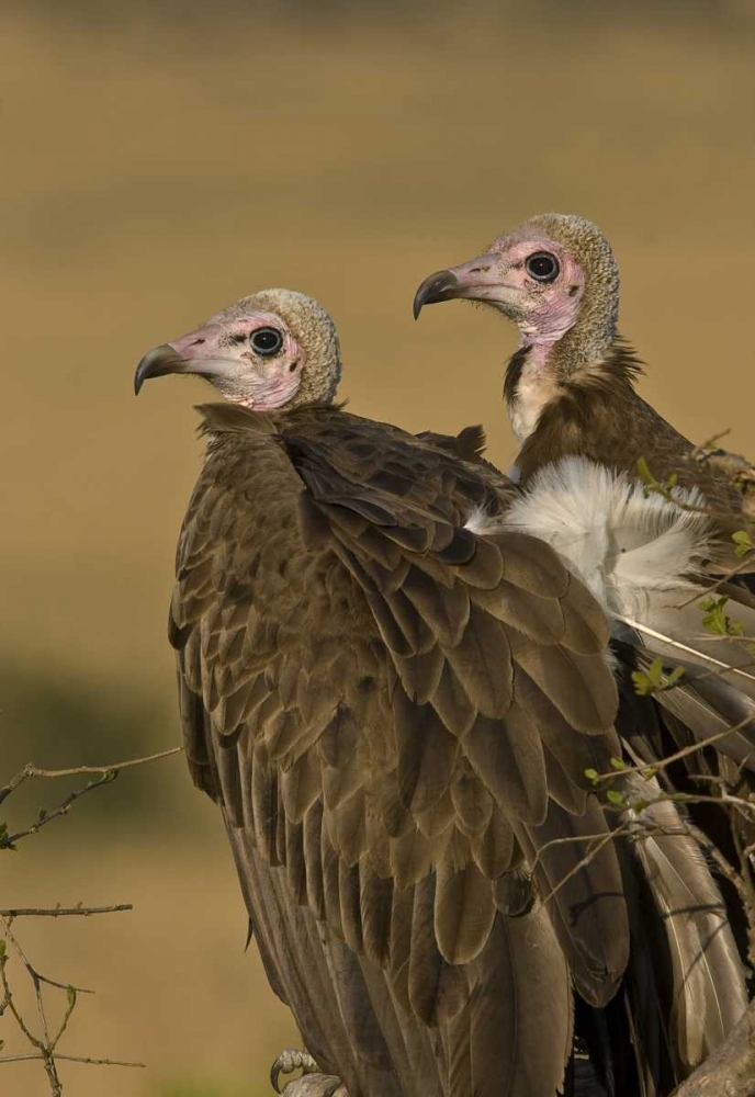 Art Print: Kenya Profile of two lappet-faced vultures