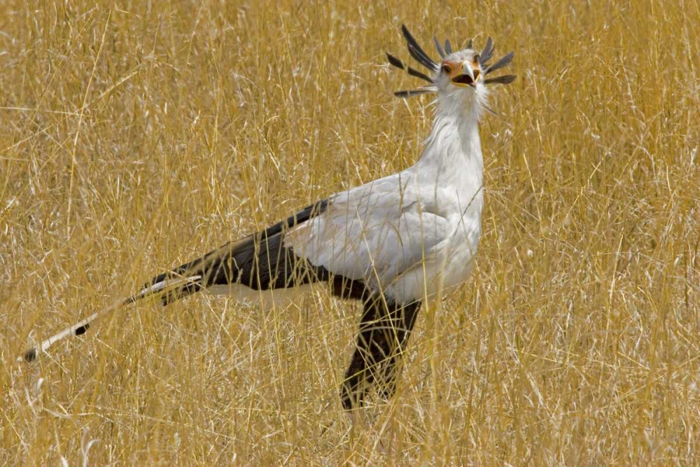Art Print: Kenya Secretary bird in tall grass