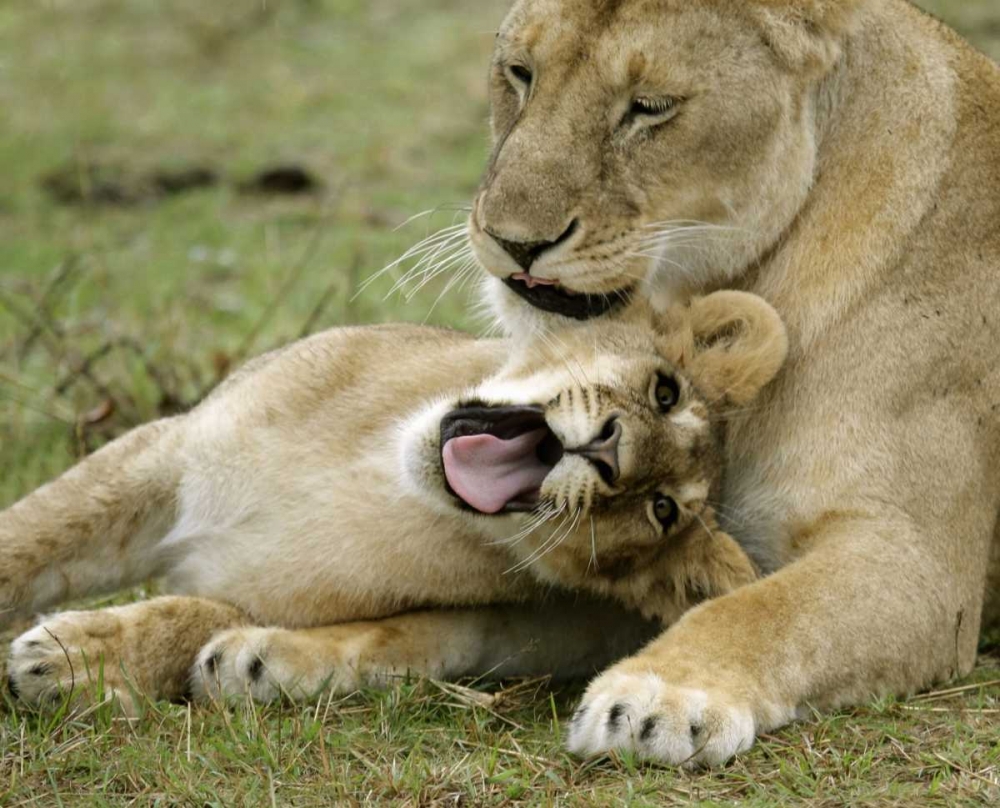 Art Print: Kenya, Masai Mara, African lioness with cub