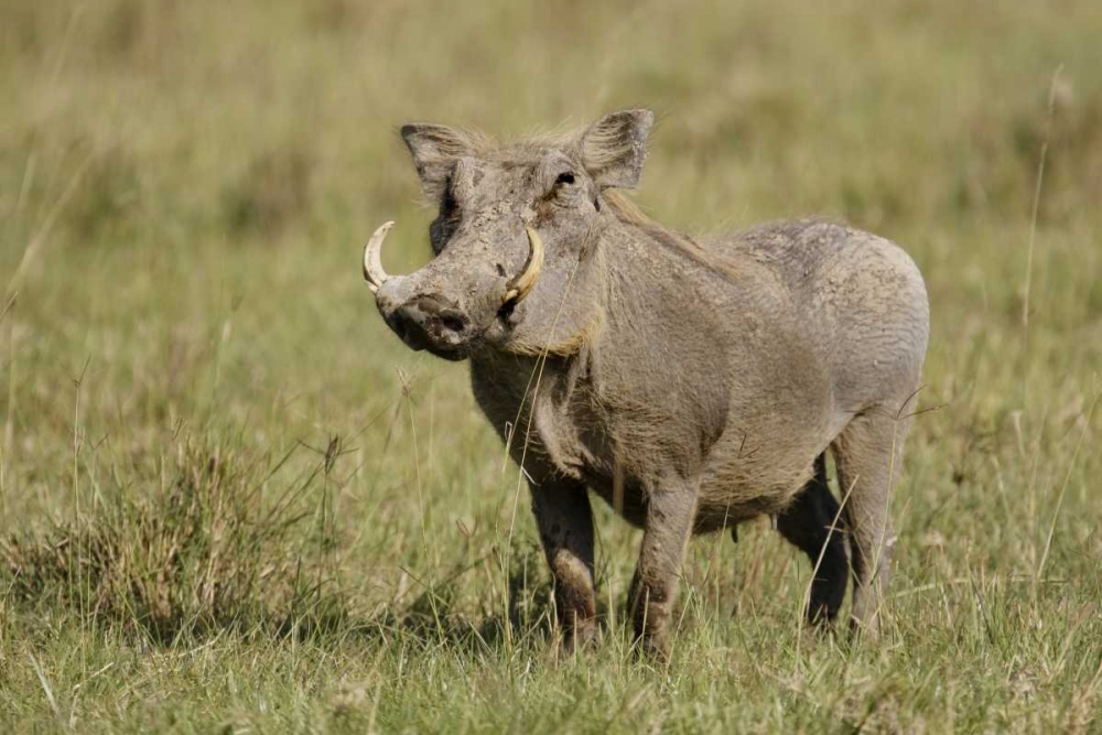 Art Print: Kenya, Nakuru NP Warthog in standing pose