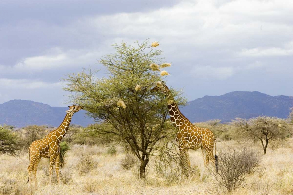 Art Print: Kenya Two giraffes eat leaves off tree