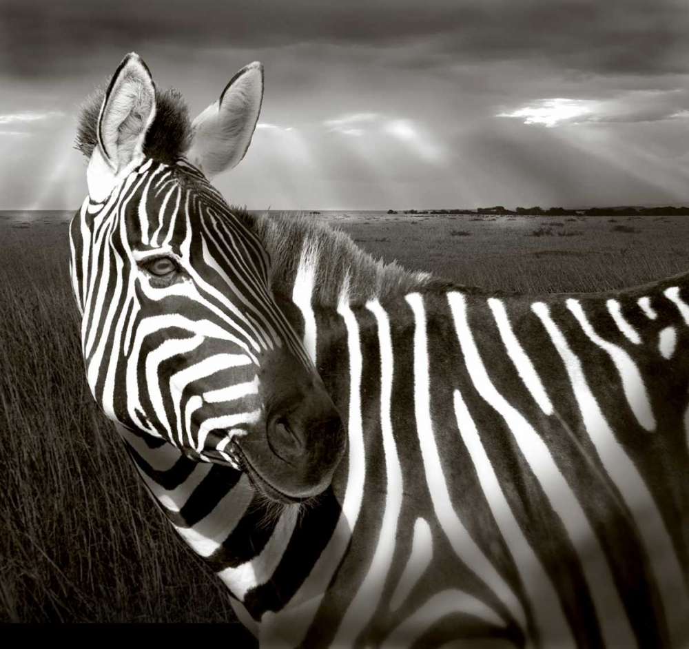 Art Print: Kenya Black and white of zebra and plain