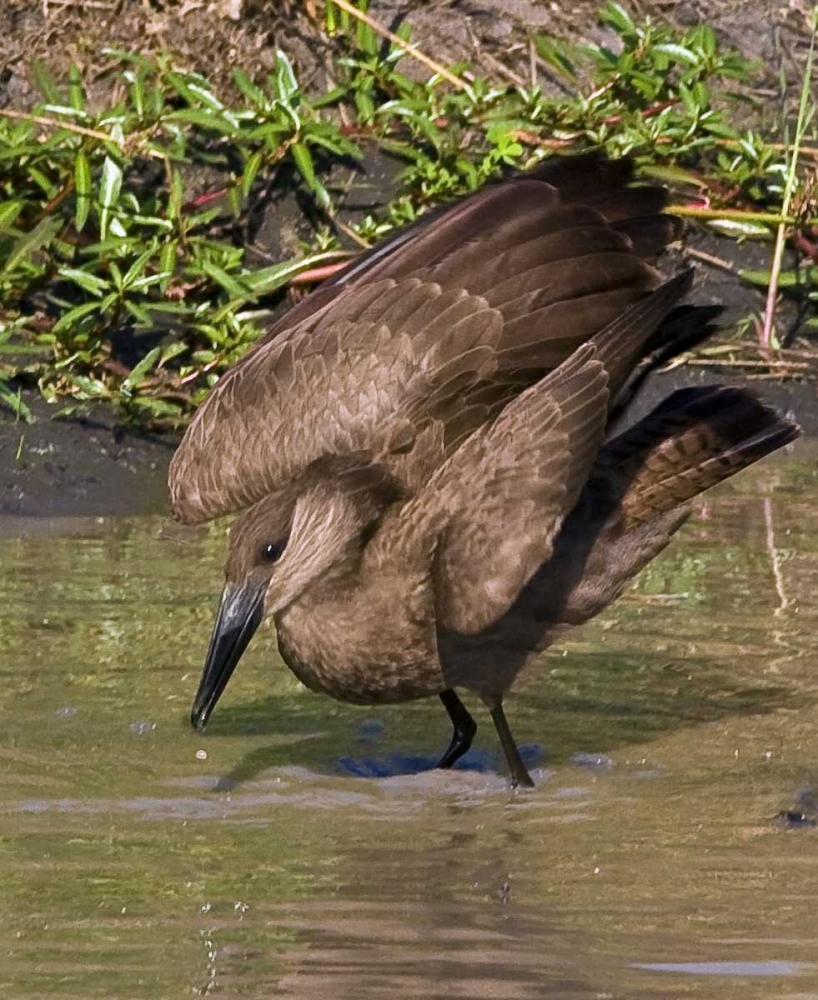 Art Print: Kenya Hamerkop bird bathes in stream