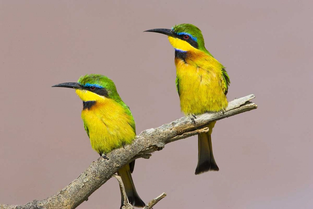 Art Print: Kenya Two little bee-eater birds on limb