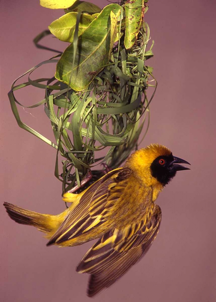 Art Print: Kenya Masked weaver bird building a nest