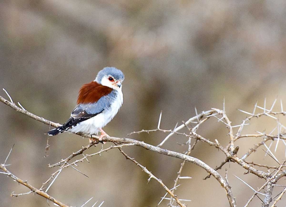 Art Print: Kenya Pygmy falcon bird on limb