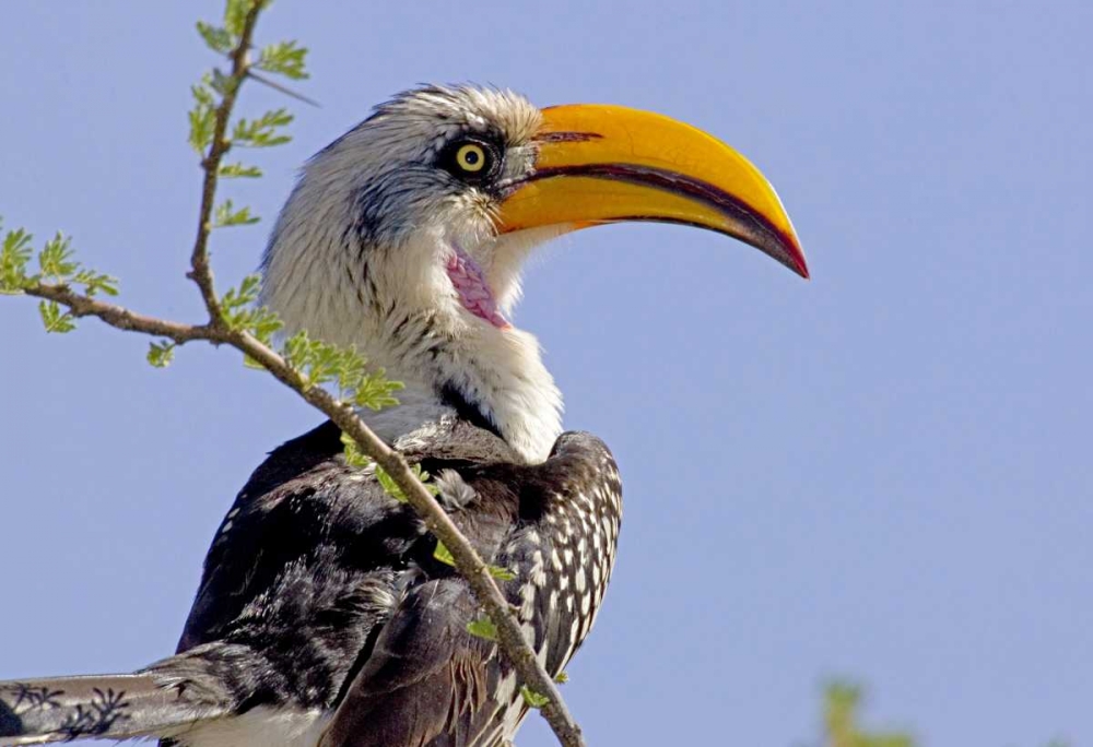 Art Print: Kenya Profile of yellow-billed hornbill bird