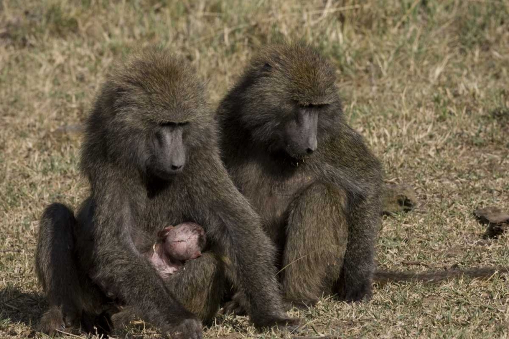 Art Print: Kenya Mother baboon with newborn baby