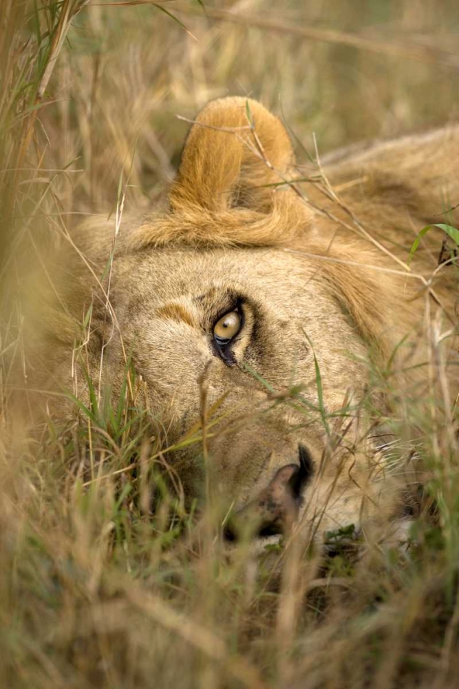 Art Print: Kenya, Masai Mara Male lion sleeping in grass