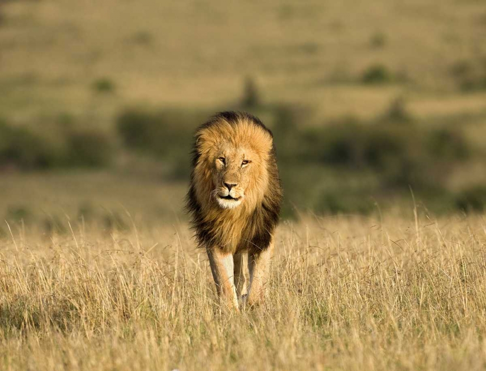 Wall Art Painting id:136818, Name: Kenya, Masai Mara Male lion walking in dry grass, Artist: Zuckerman, Jim