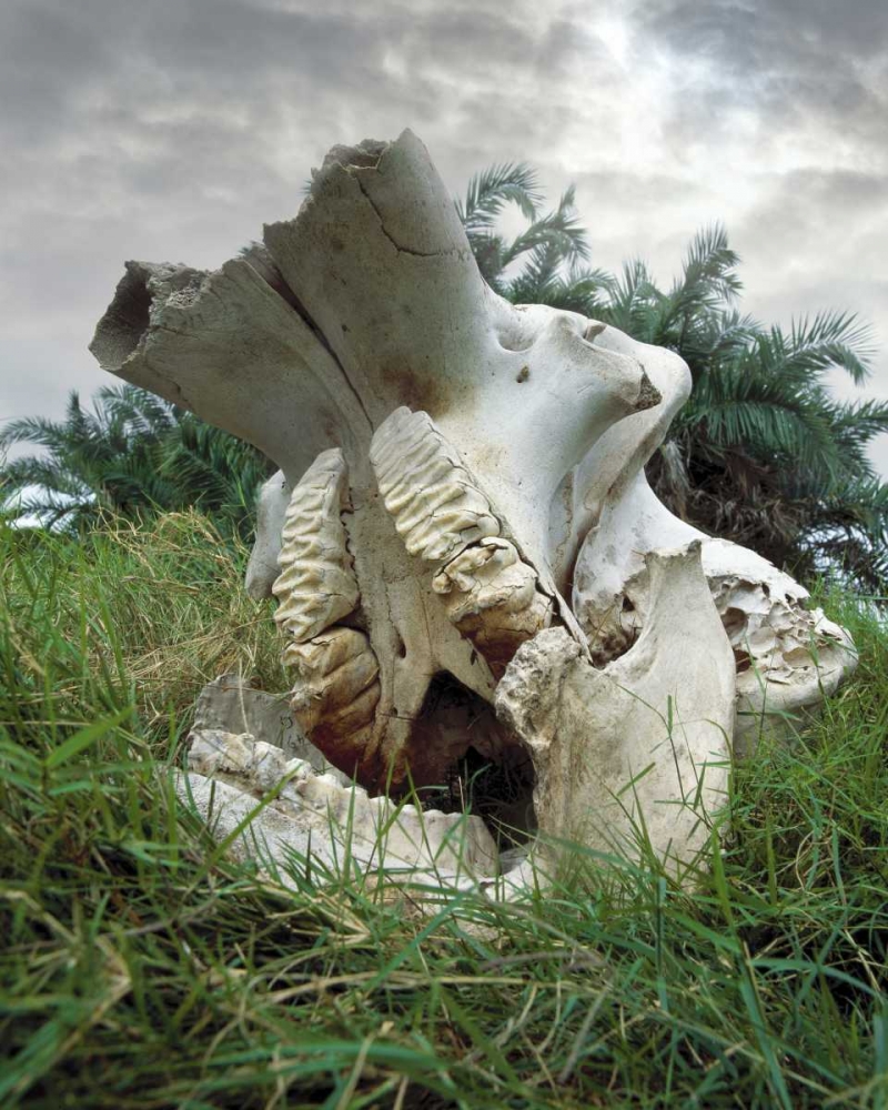 Art Print: Kenya, Masai Mara Game Reserve Elephant skull