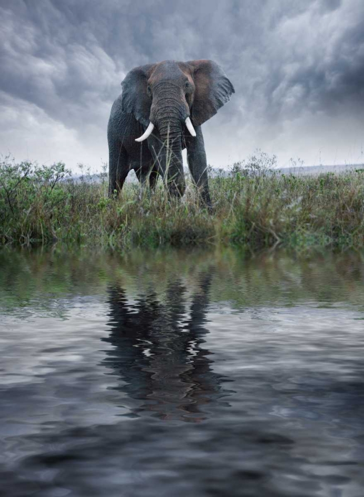 Art Print: Kenya, Masai Mara Elephant reflecting in water