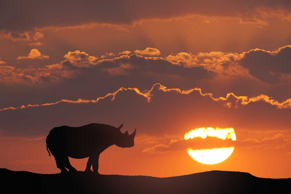 Wall art: Kenya, Masai Mara White rhinos at sunset, by Zuckerman, Jim