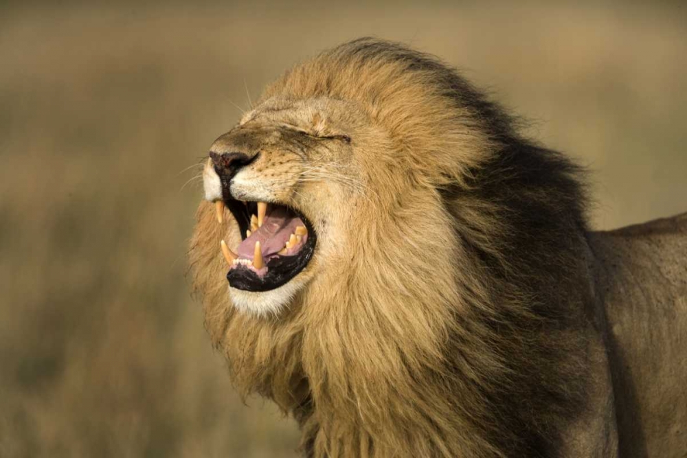 Art Print: Kenya, Masai Mara Game Reserve Male lion roaring